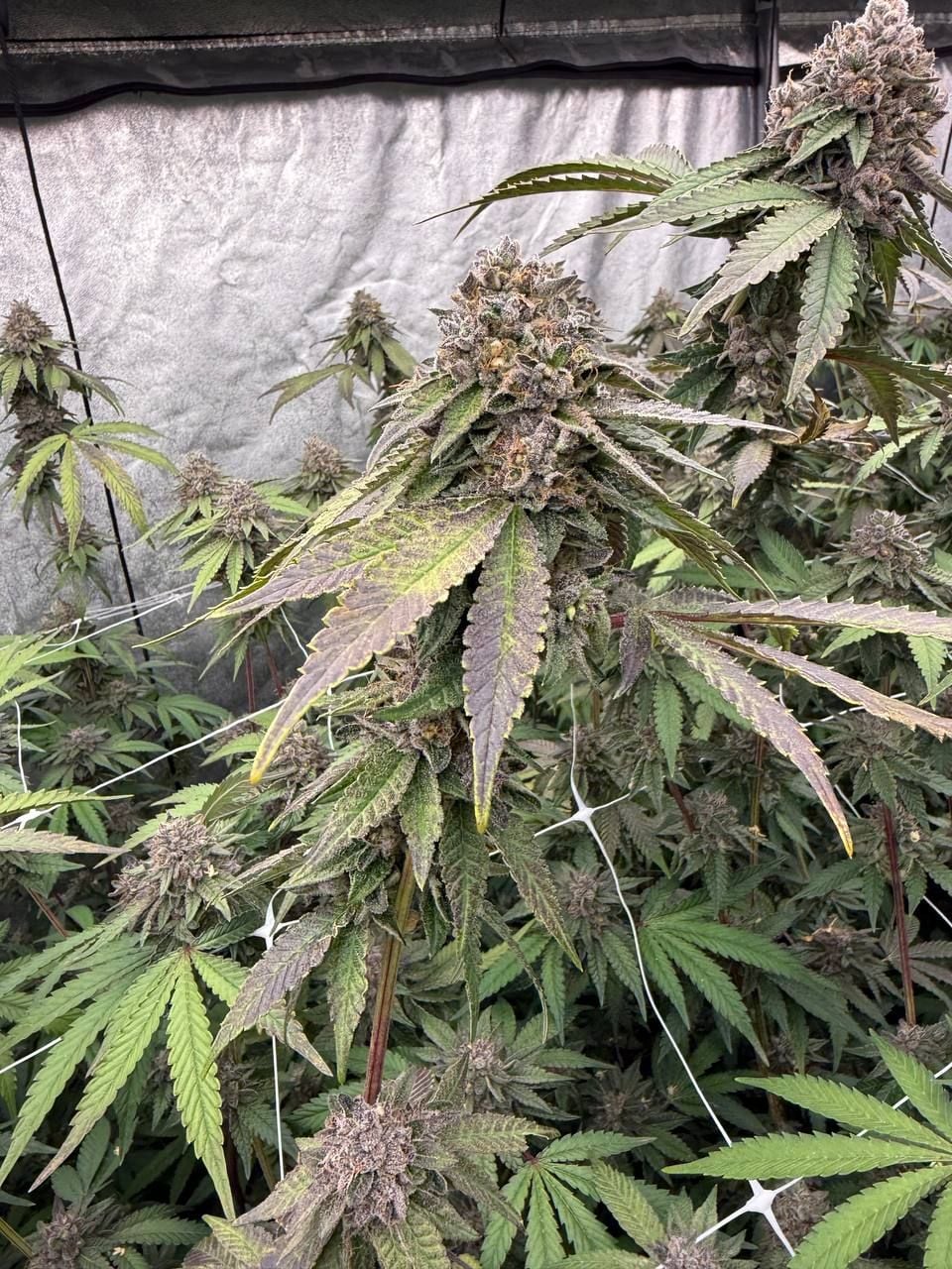 Biscotti Gelato von Fast Buds