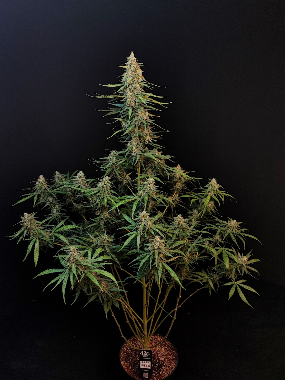 Sour Diesel Auto von Fast Buds