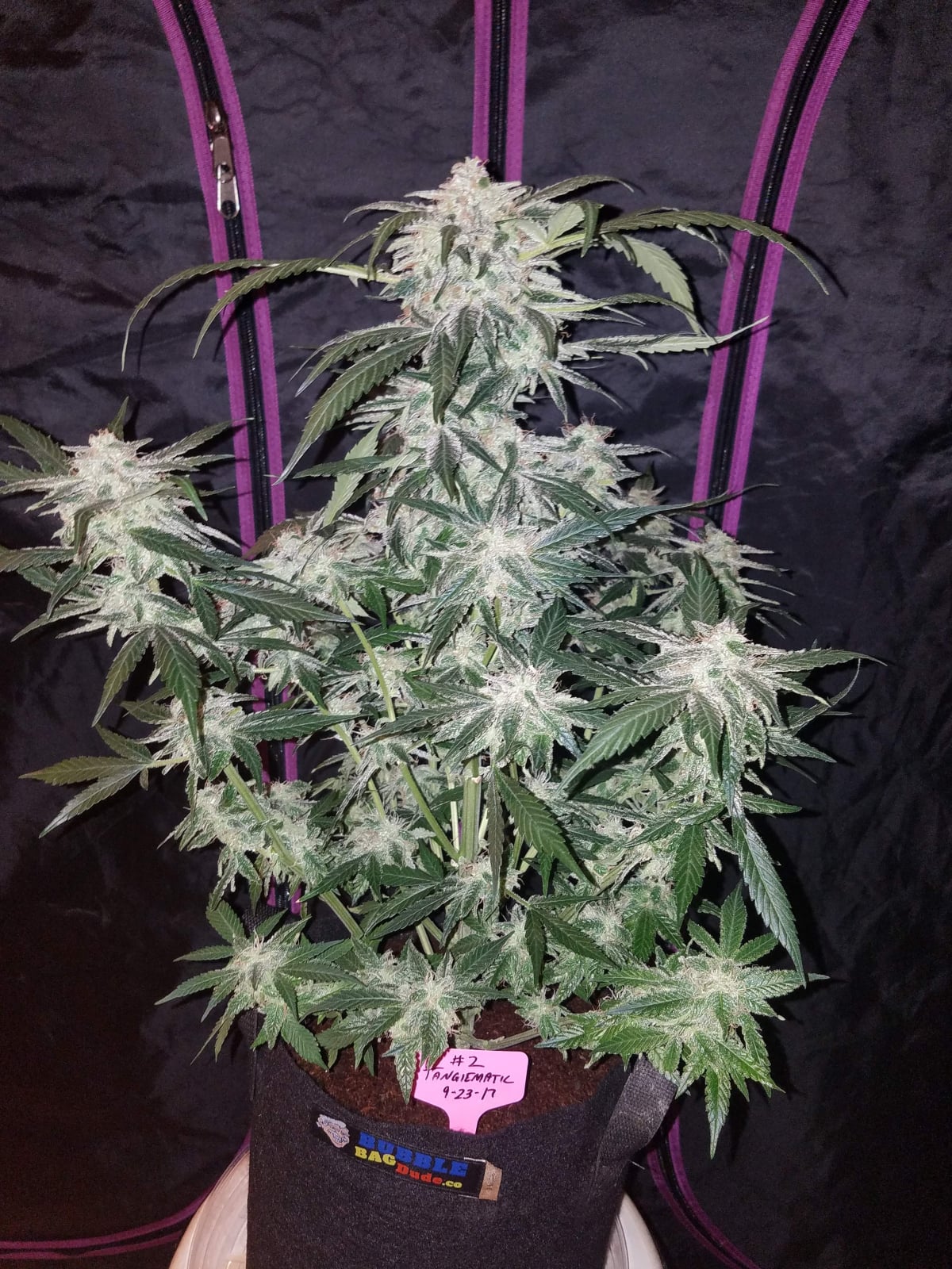Tangie Auto von Fast Buds