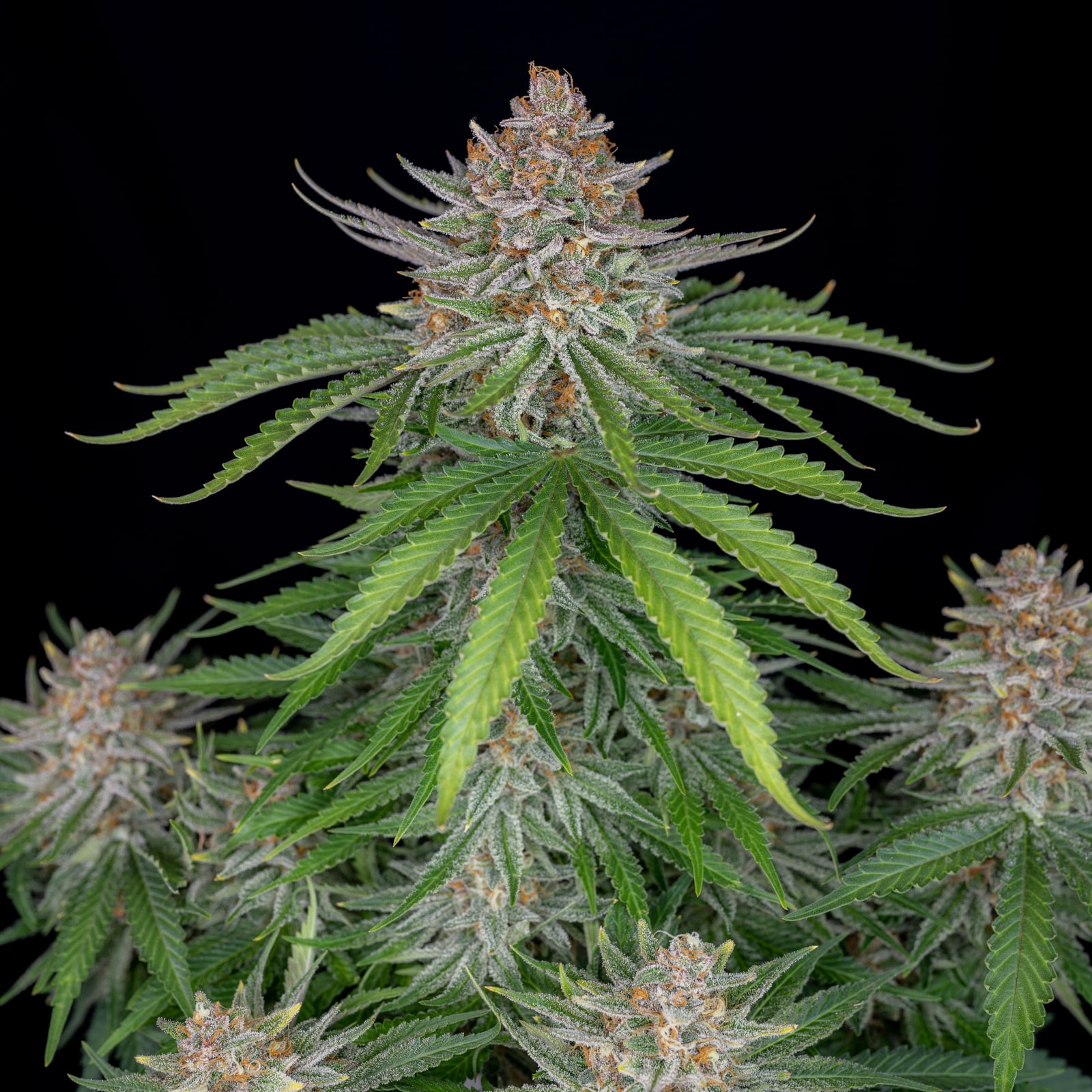 Strawberry Pie Auto von Fast Buds