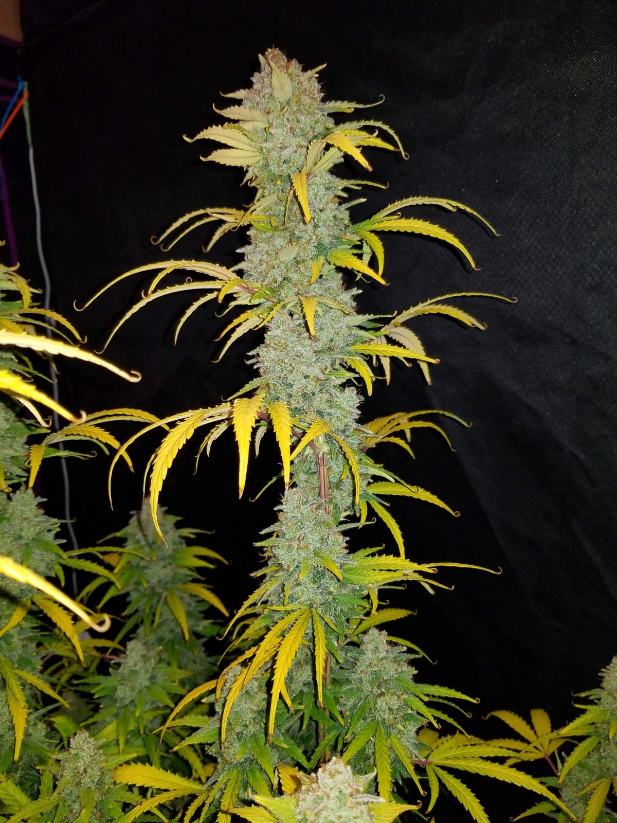 Blue Dream Auto von Fast Buds