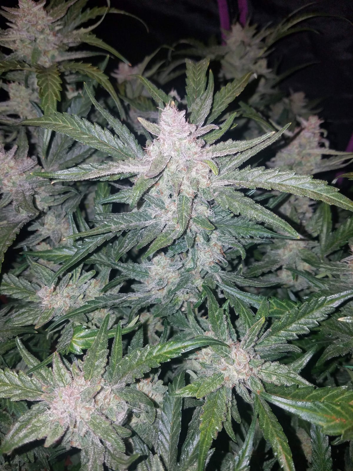 Mexican Airlines Auto von Fast Buds