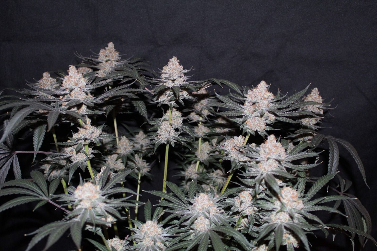 Tropicana Cookies FF von Fast Buds