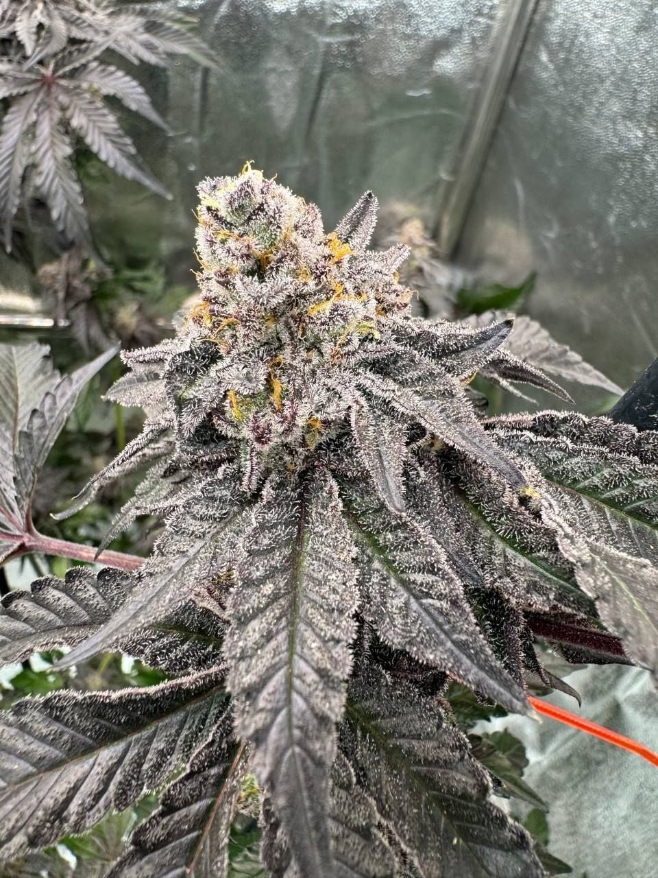 Gary Sherbet von Fast Buds