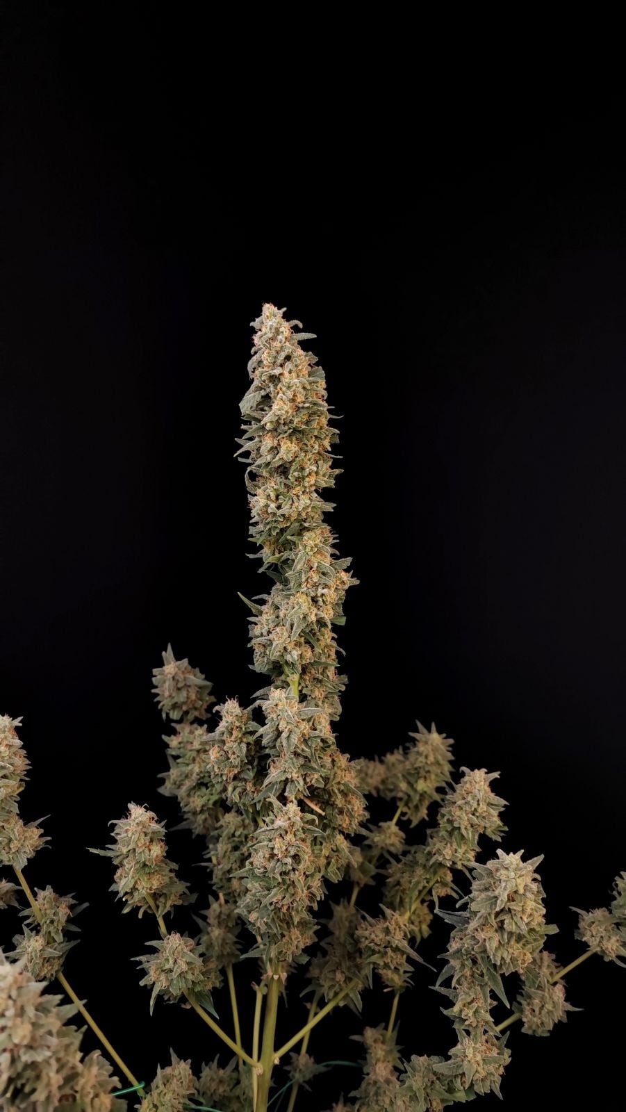 Critical Auto von Fast Buds