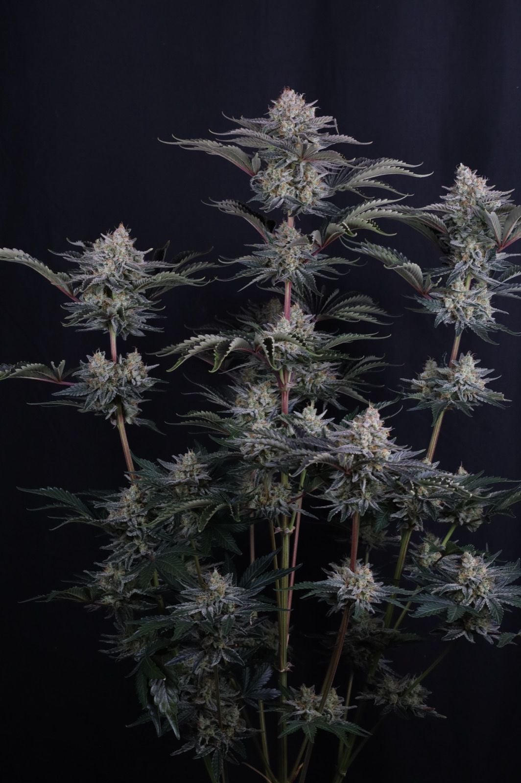 Mendo Frost Auto von Fast Buds