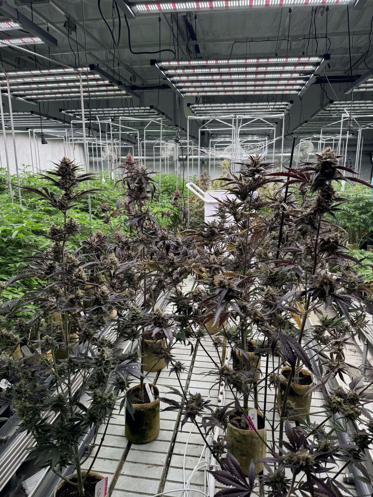 Guava Auto RF3 von Fast Buds