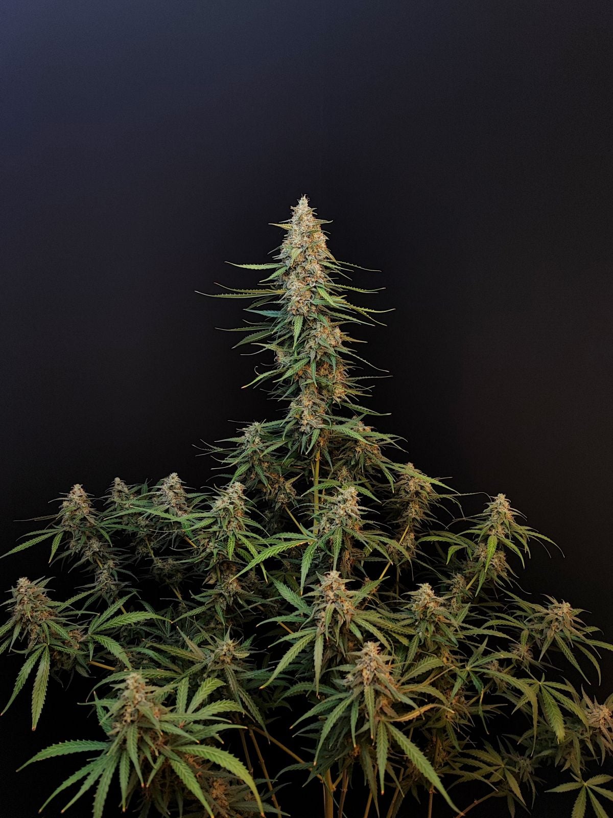Sour Diesel Auto von Fast Buds