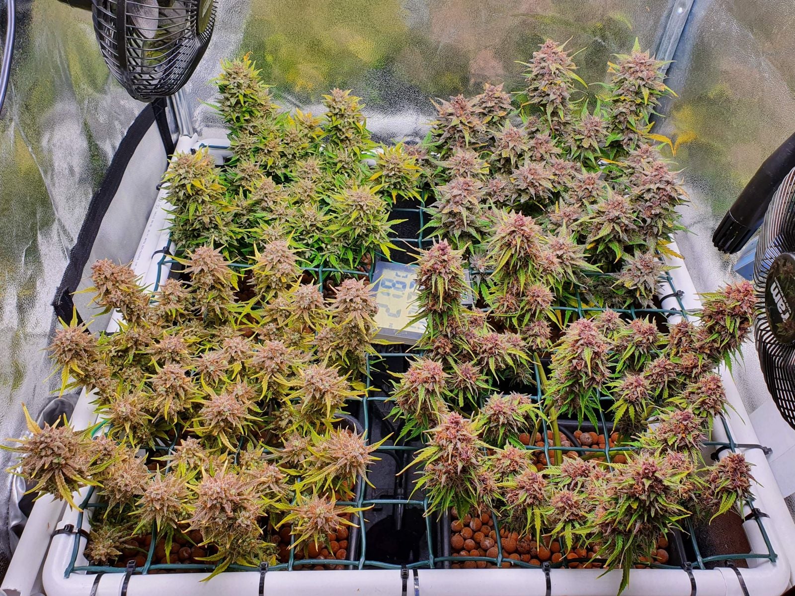 Mix Pack Auto von Fast Buds