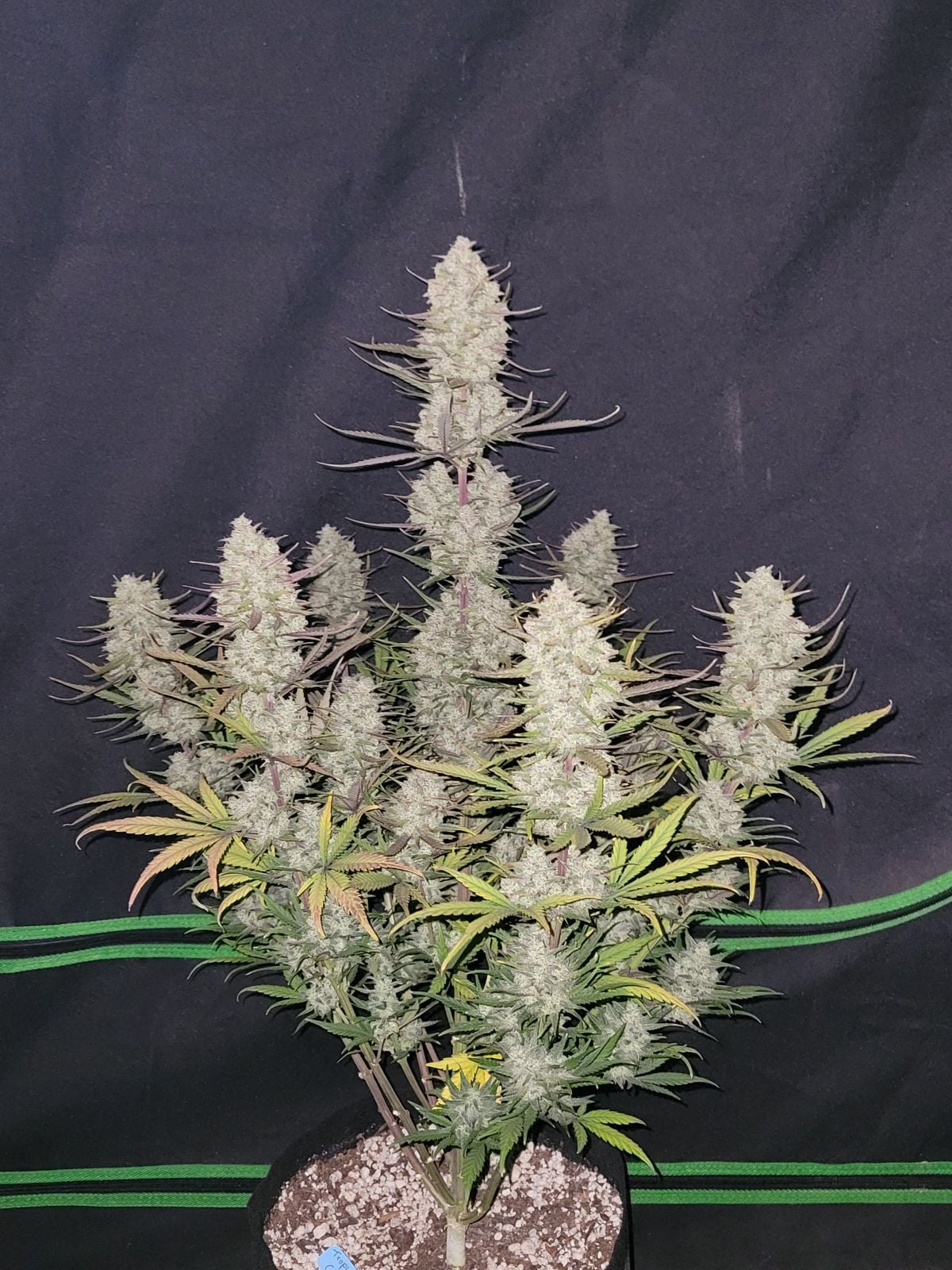 Tropicana Cookies Auto von Fast Buds