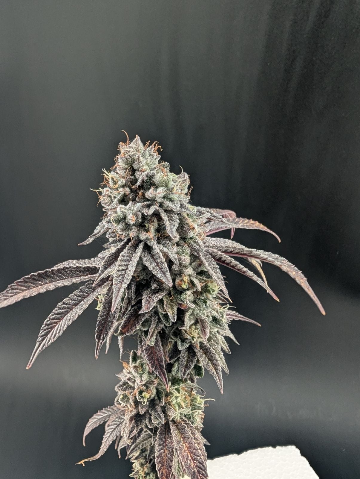Garlic Mint Sherbet von Fast Buds