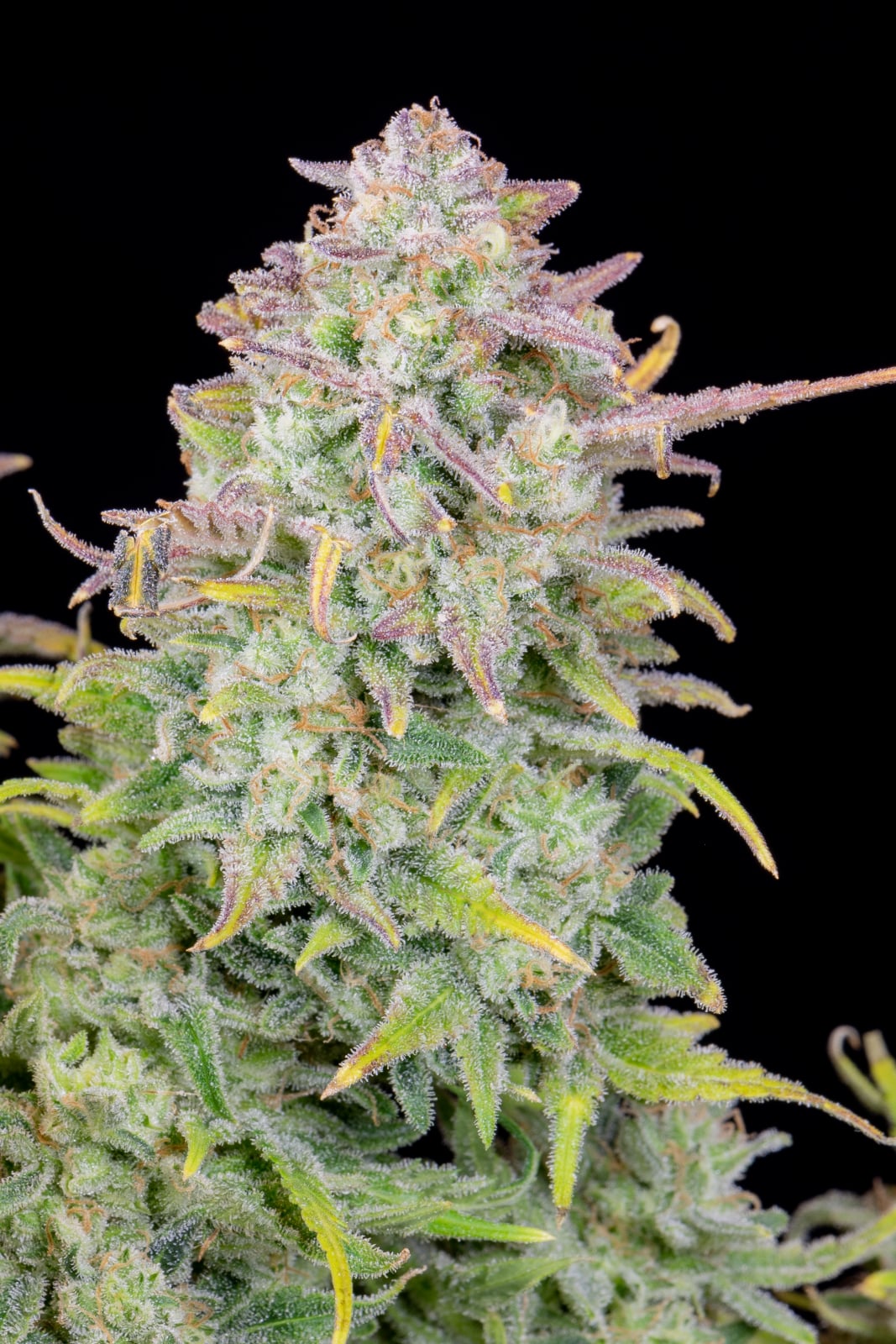 Trainwreck Auto von Fast Buds