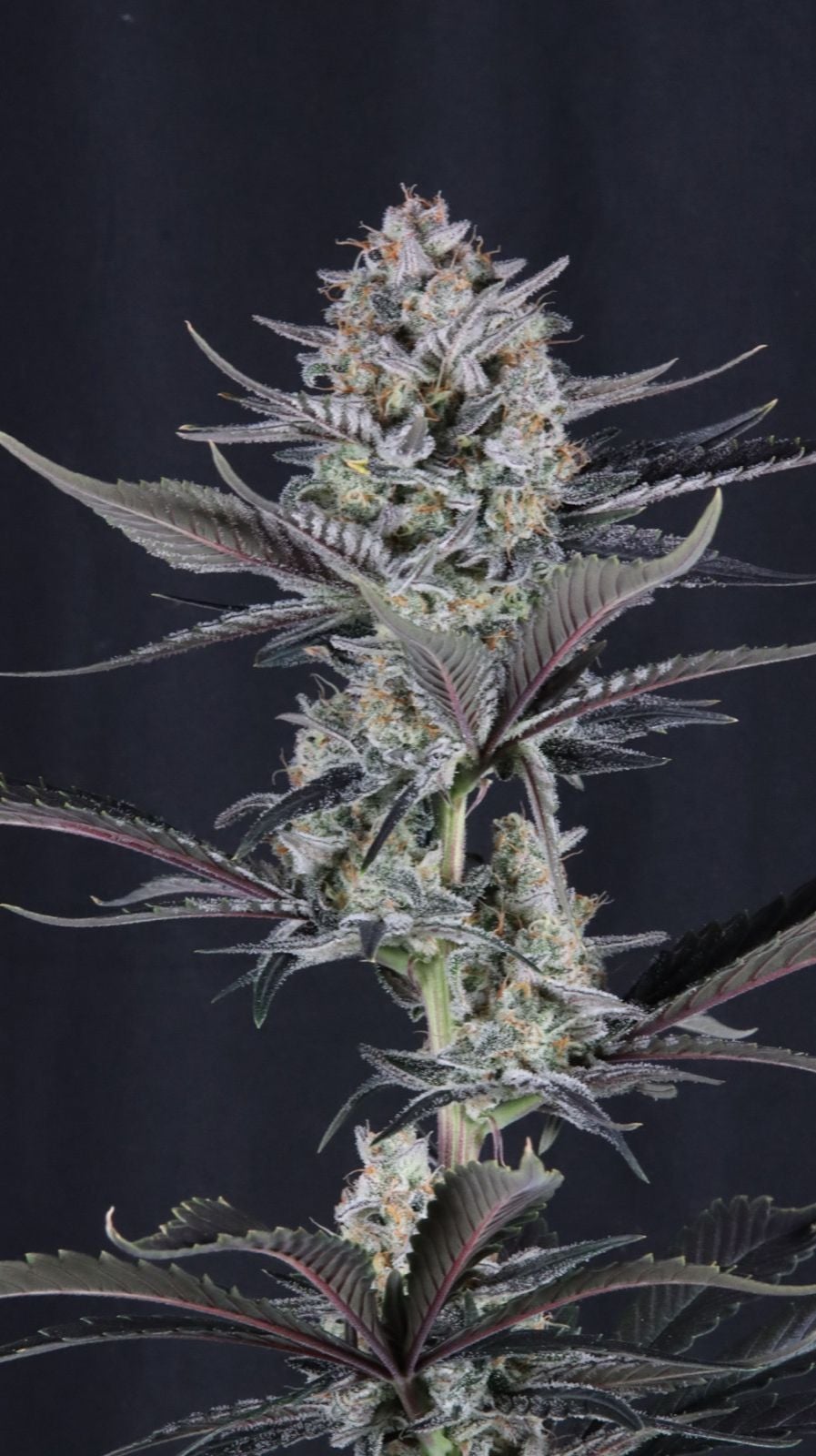 Mendo Guava Auto von Fast Buds
