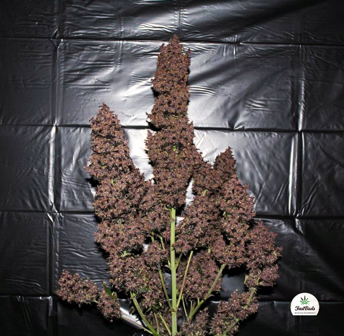 C4 Auto von Fast Buds