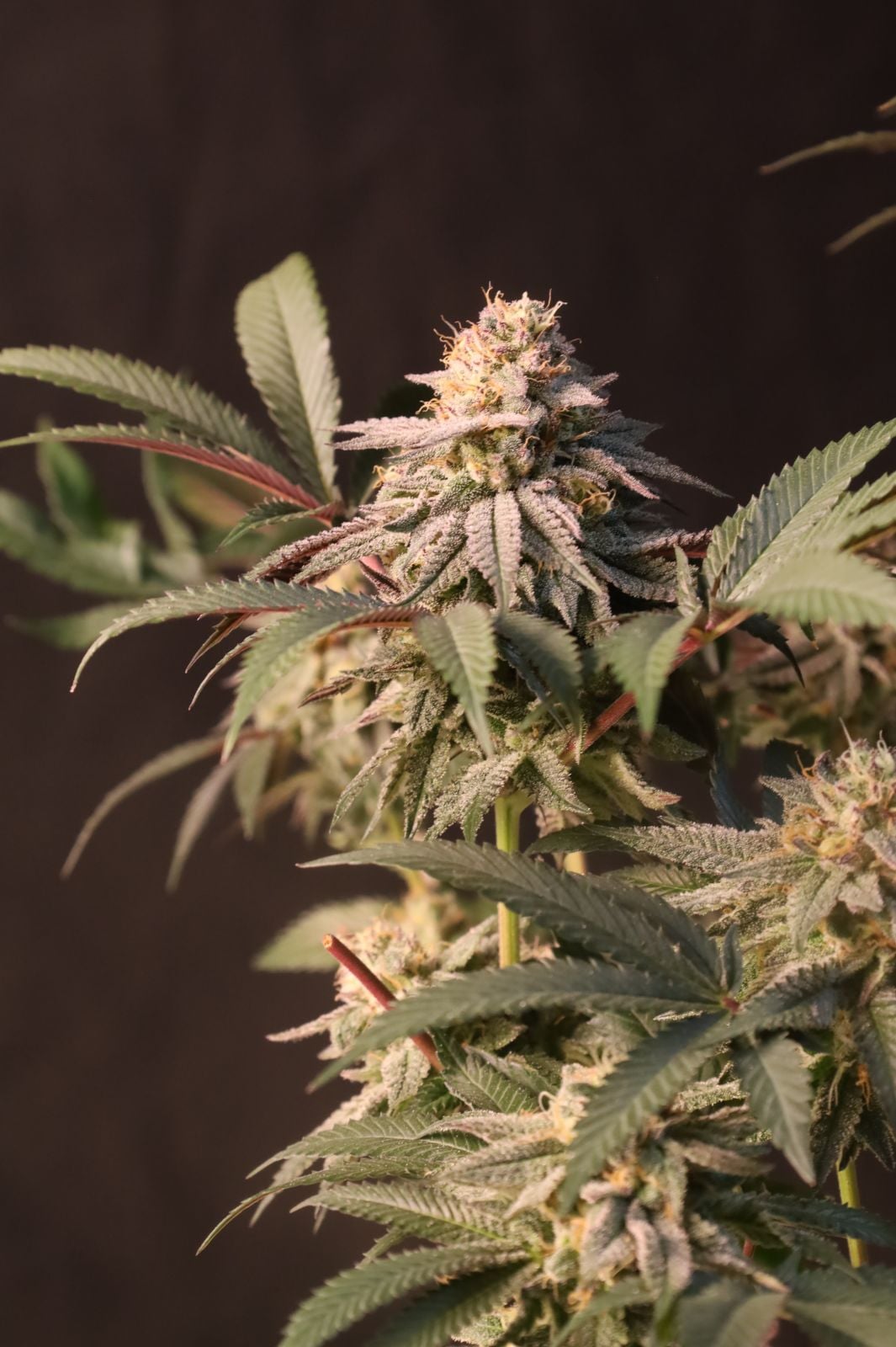 Lemon Cherry Runtz von Fast Buds