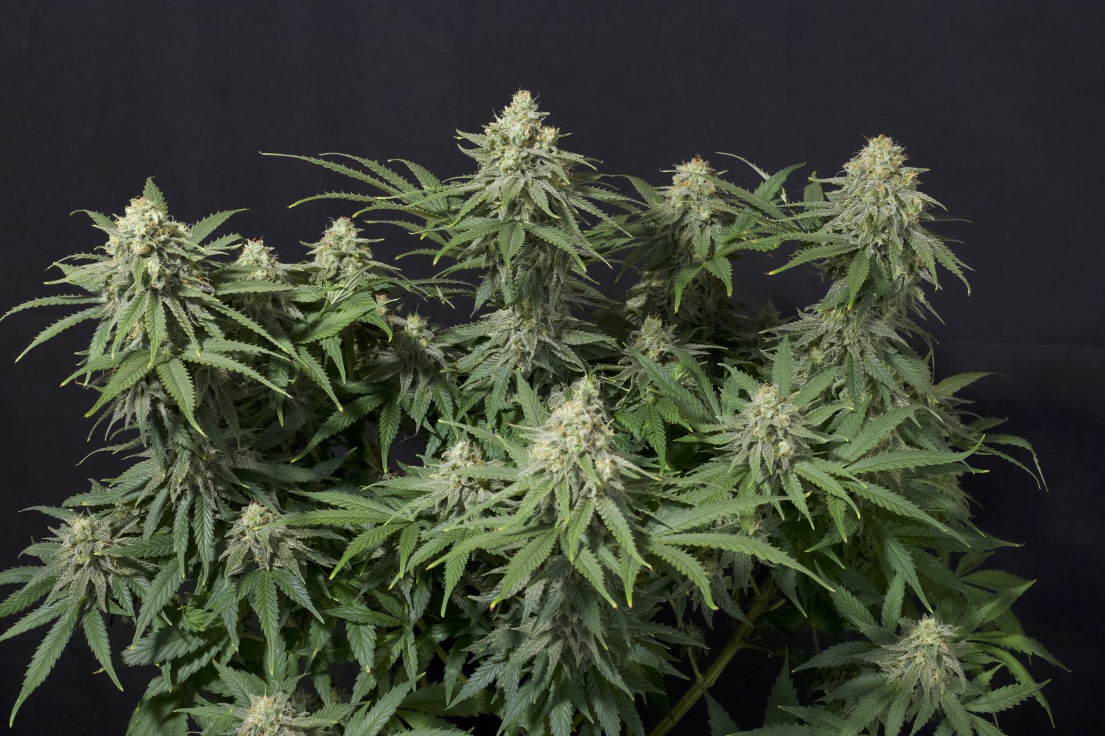 Wedding Cheesecake FF von Fast Buds