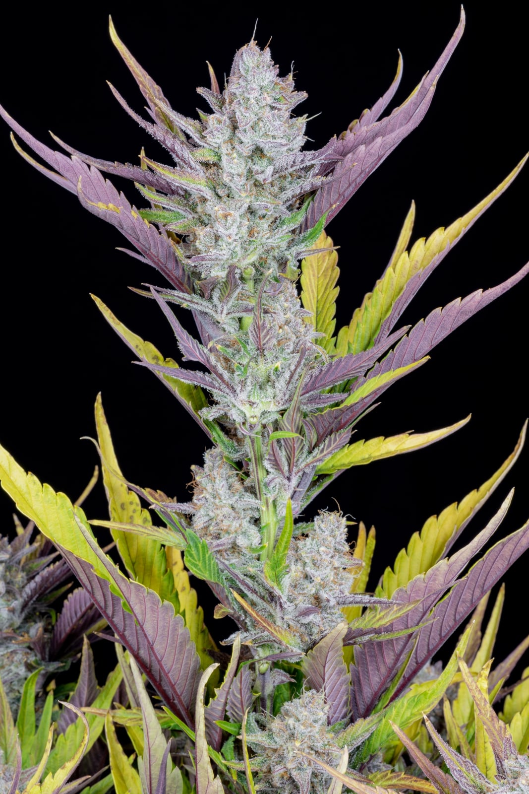 Wedding Glue Auto von Fast Buds