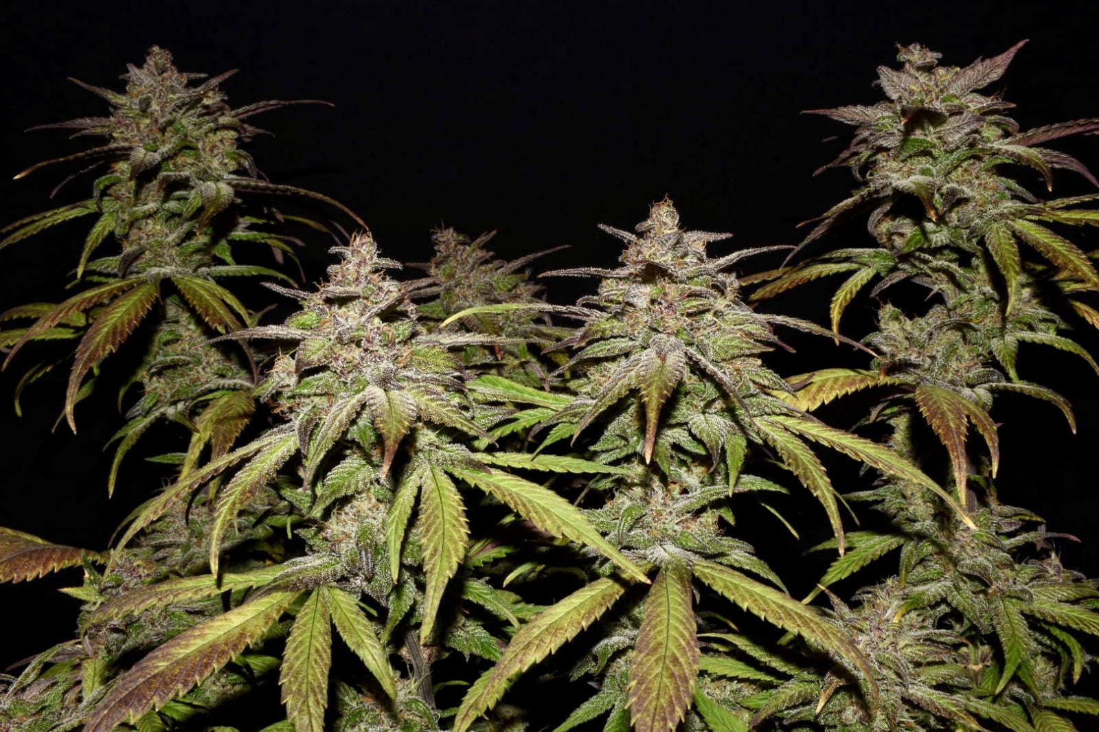 Smoothie Auto von Fast Buds