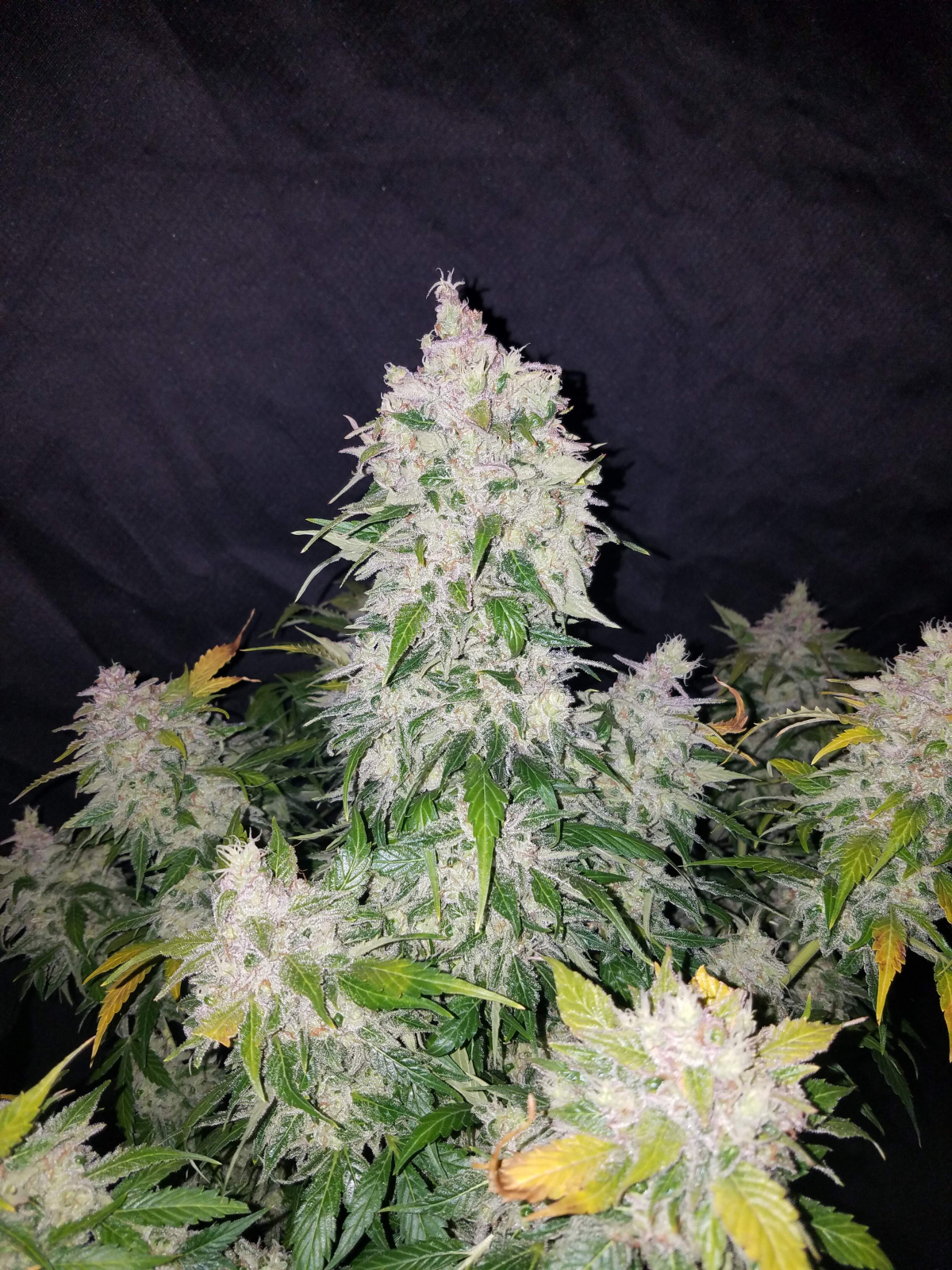 Stardawg Auto von Fast Buds