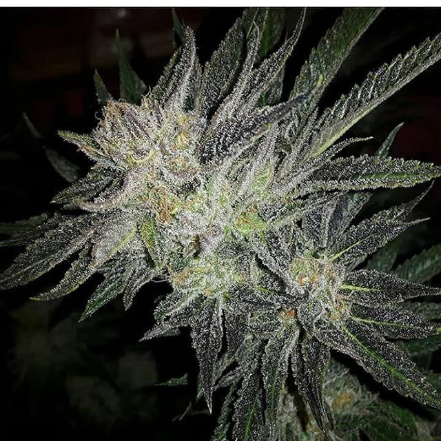 GG4 x White Widow von Expert Seeds