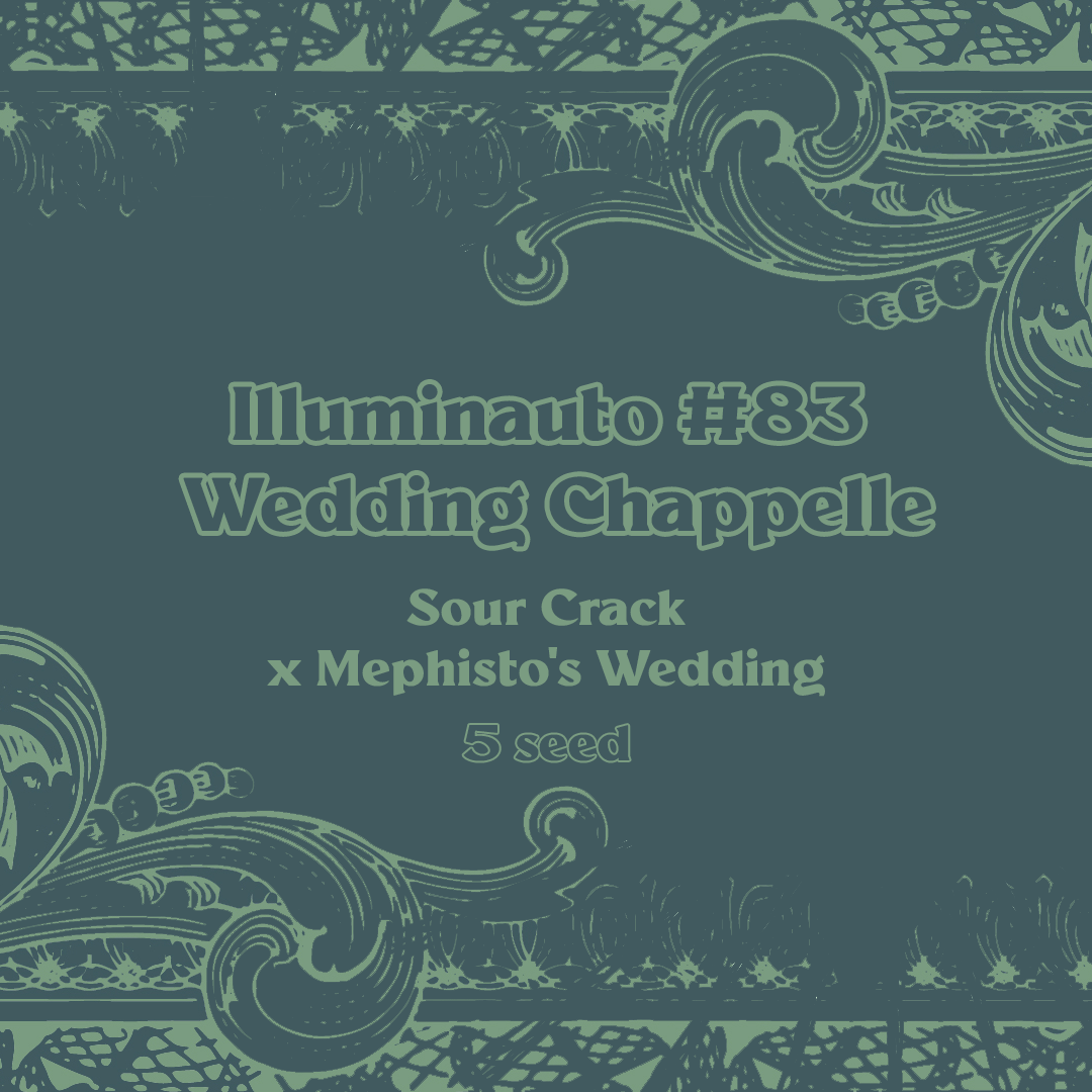ill#83 - wedding chappelle 5er – mephisto genetics (autoflower samen)