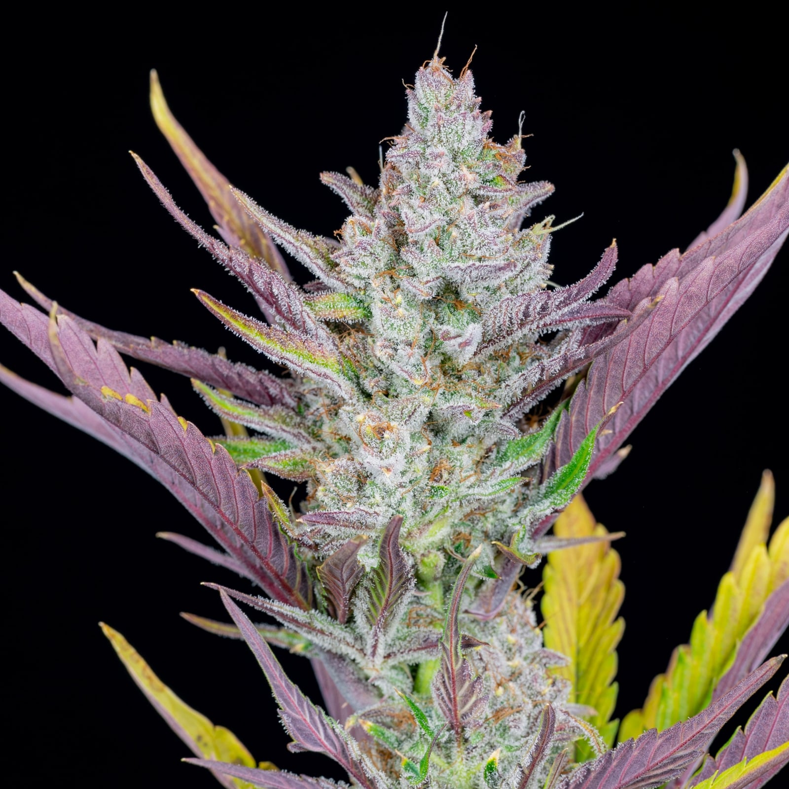 Wedding Glue Auto von Fast Buds