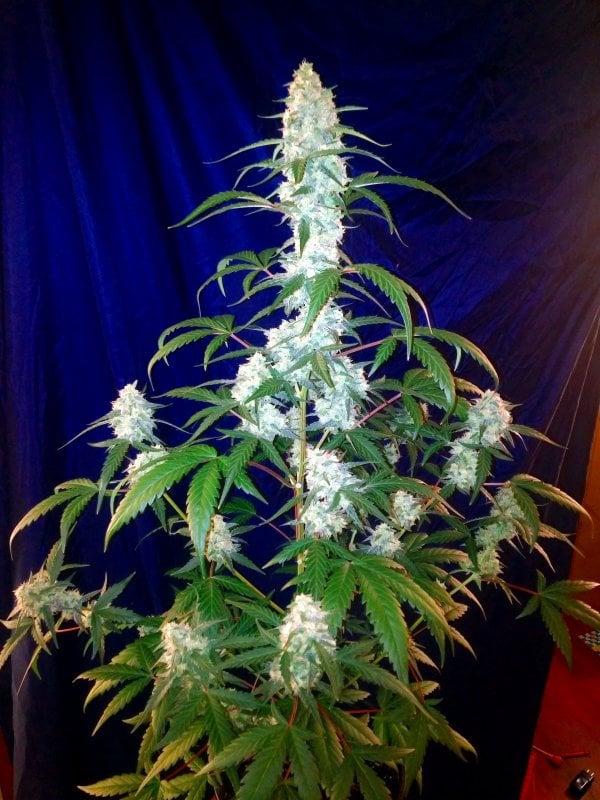 West Coast O.G. Auto von Fast Buds