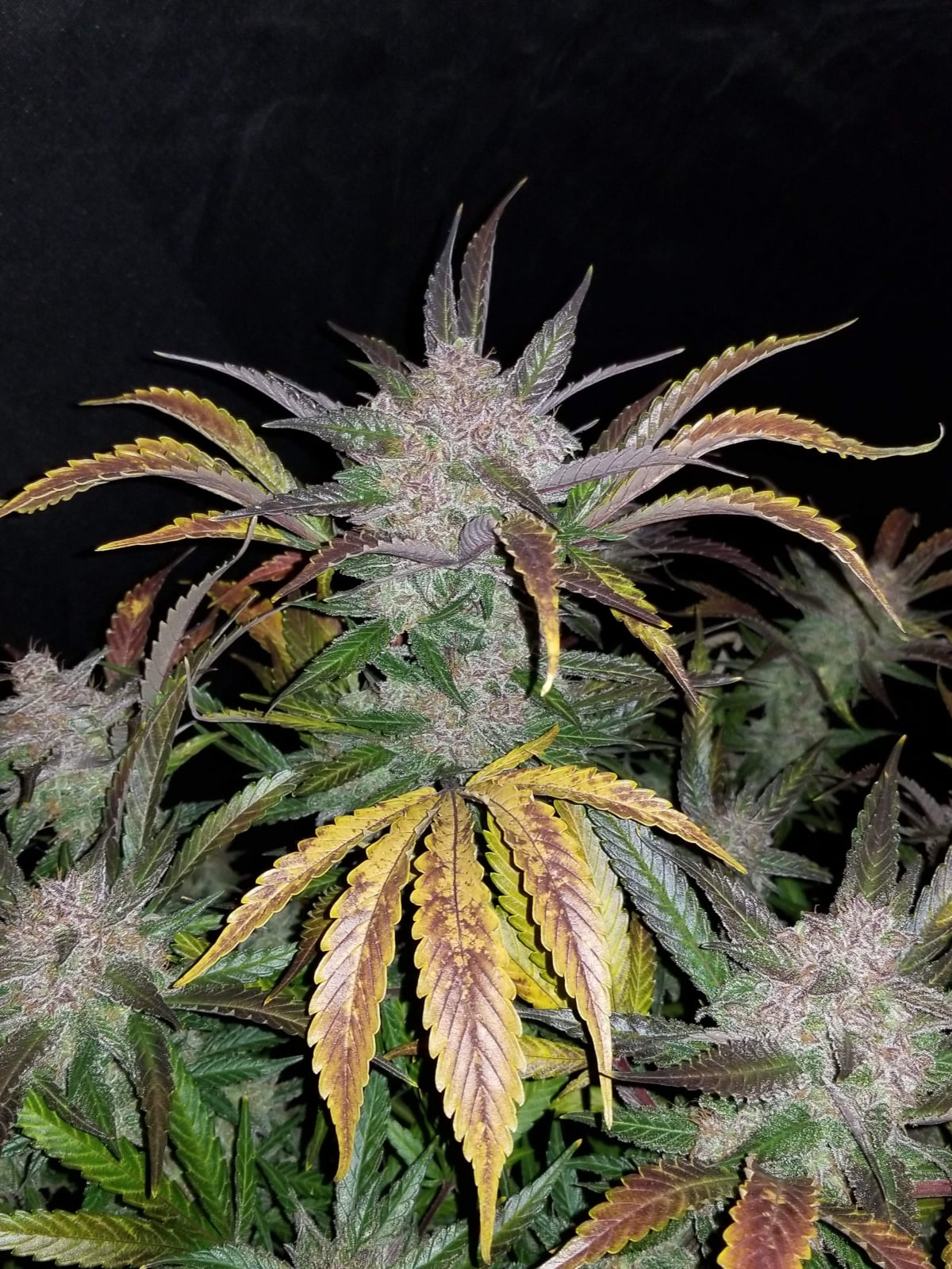 Cream Cookies Auto von Fast Buds