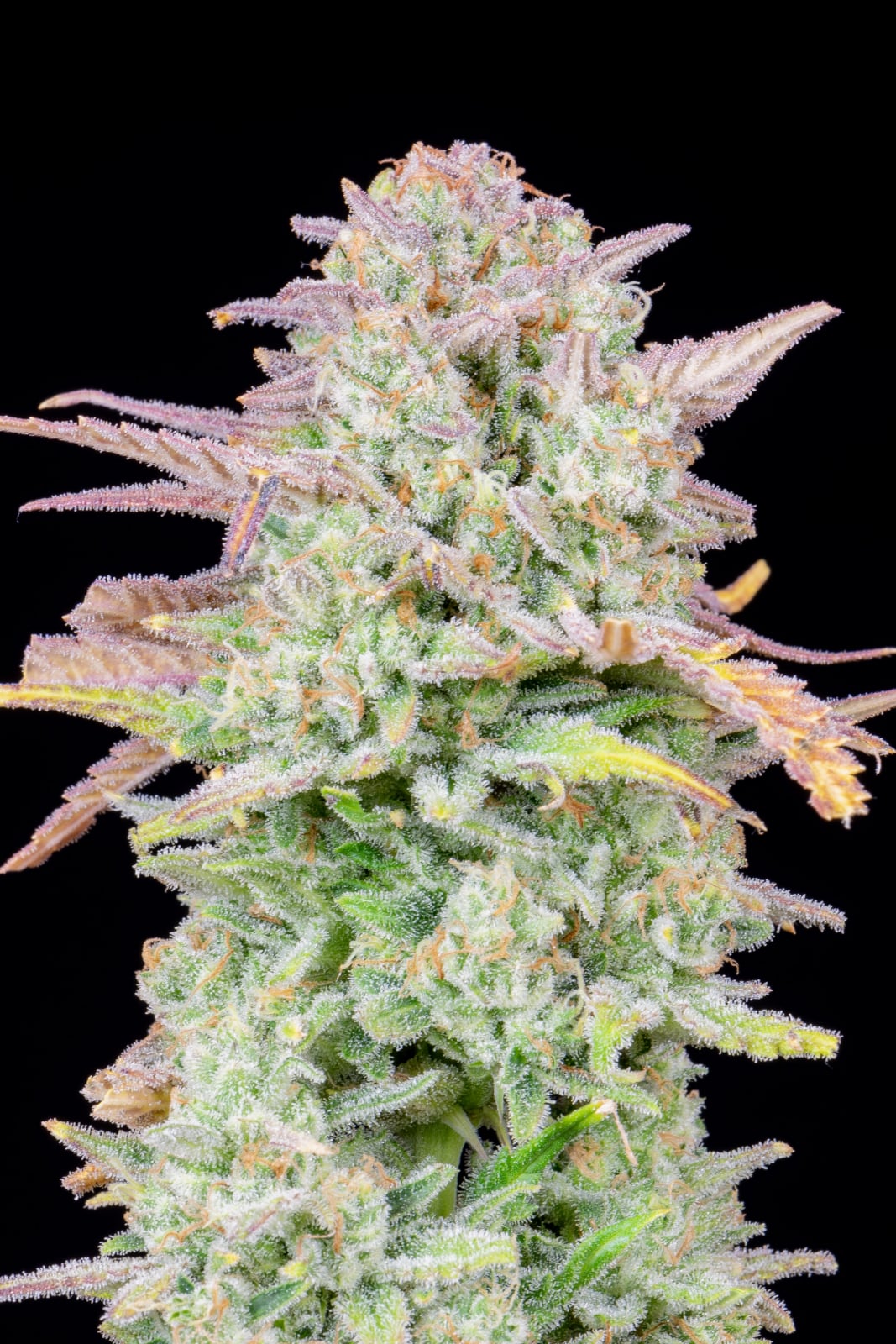 Trainwreck Auto von Fast Buds