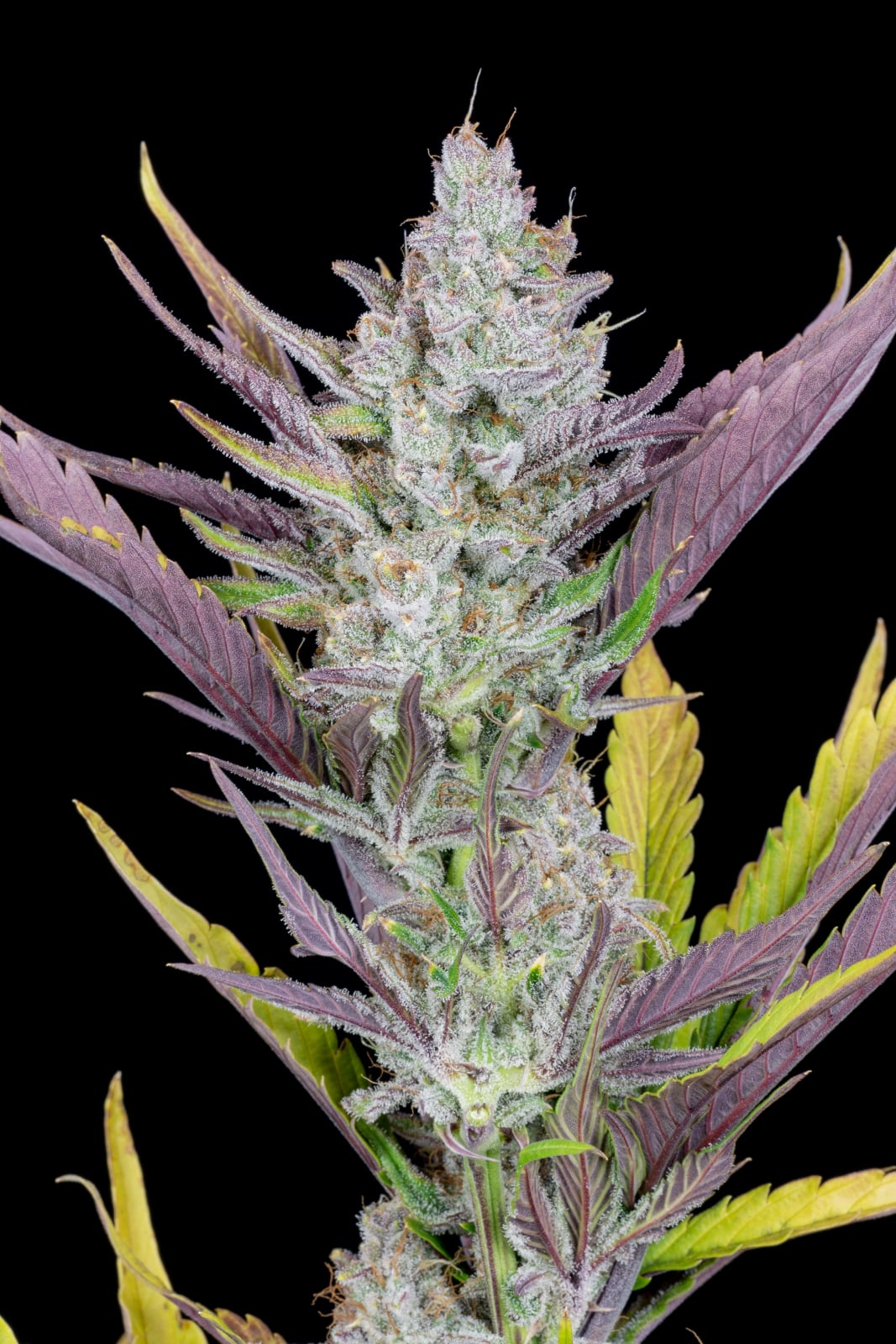 Wedding Glue Auto von Fast Buds