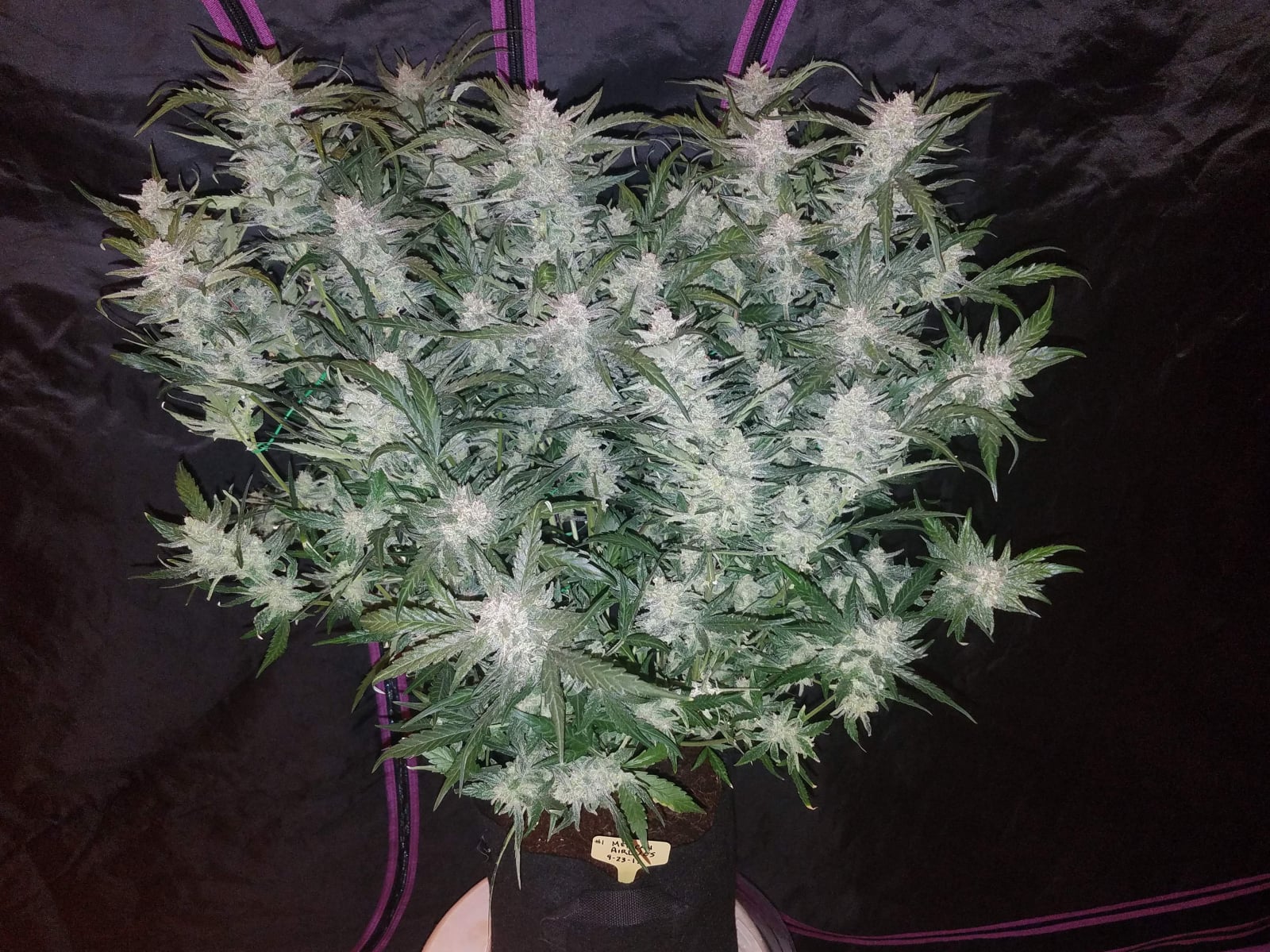 Mexican Airlines Auto von Fast Buds