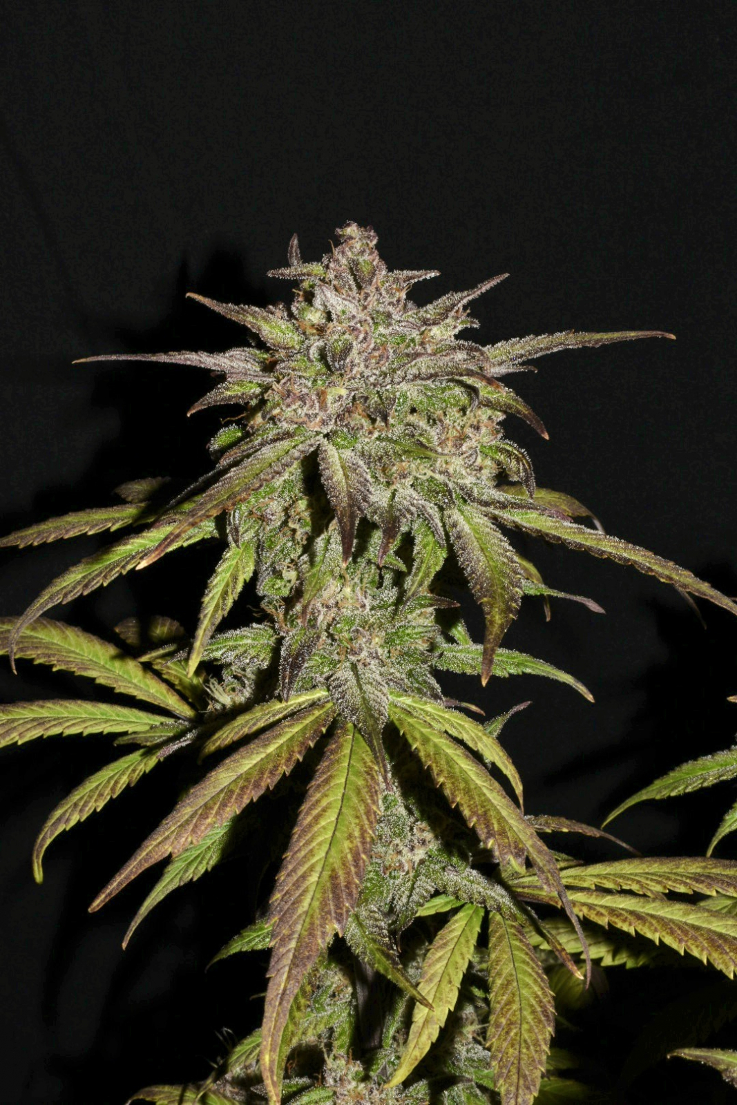 Smoothie Auto von Fast Buds