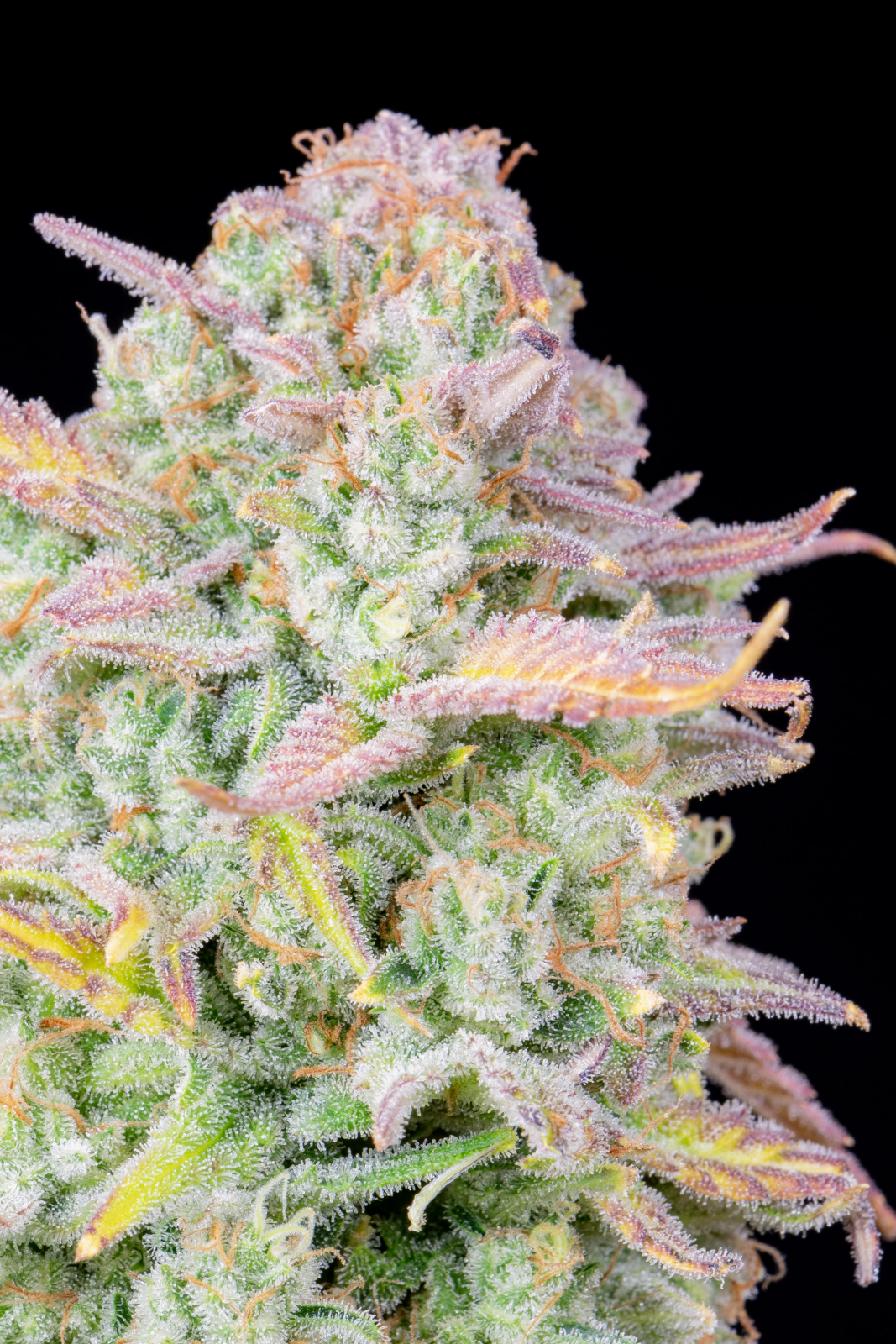 Trainwreck Auto von Fast Buds
