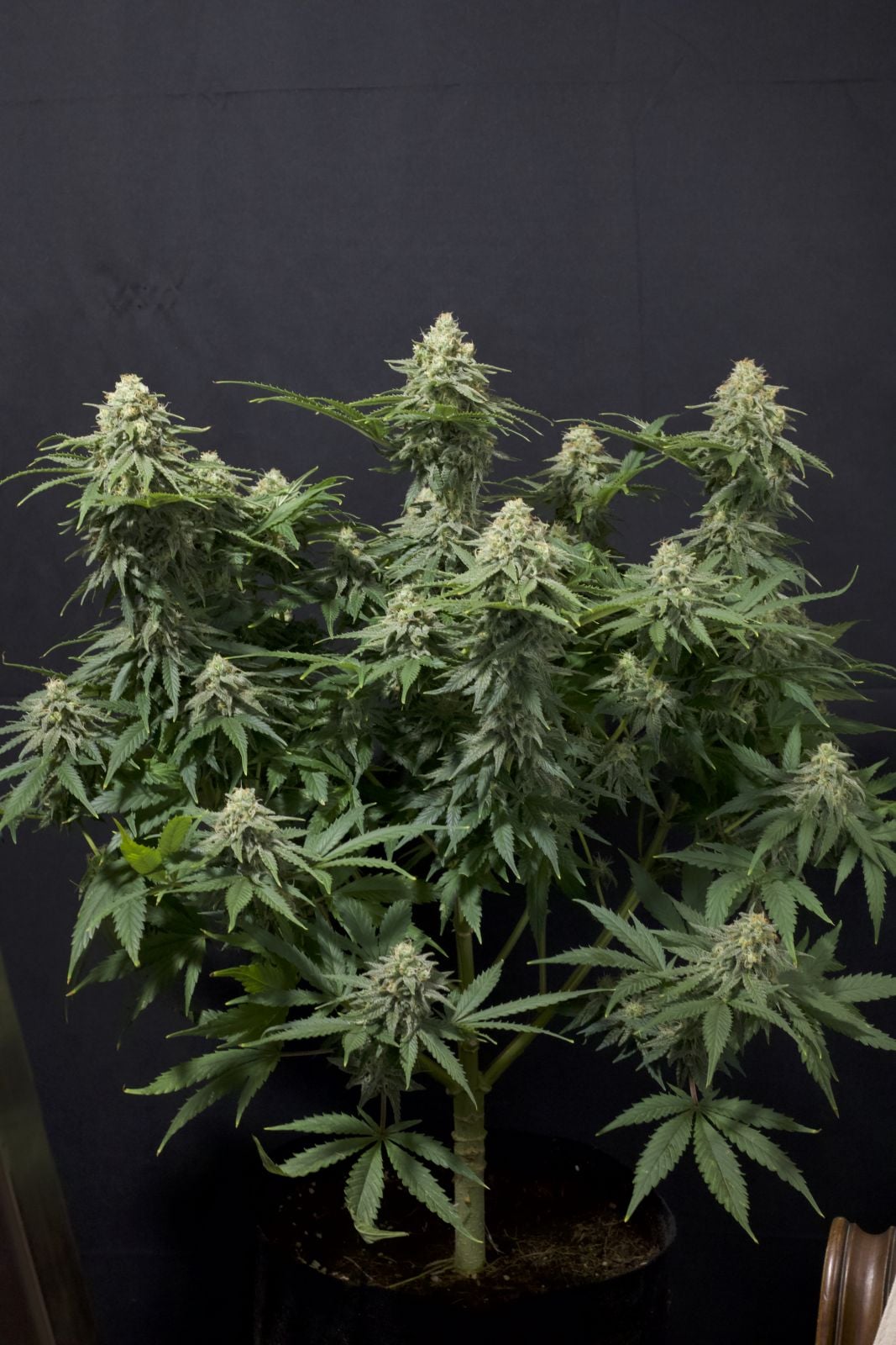 Wedding Cheesecake FF von Fast Buds