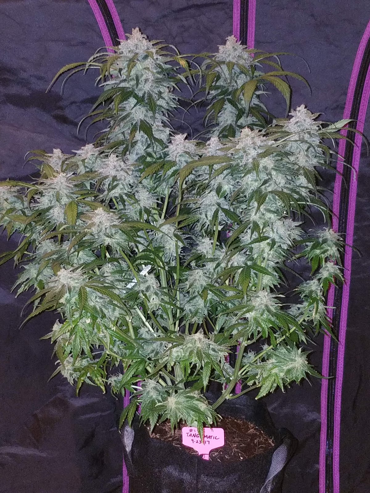 Tangie Auto von Fast Buds