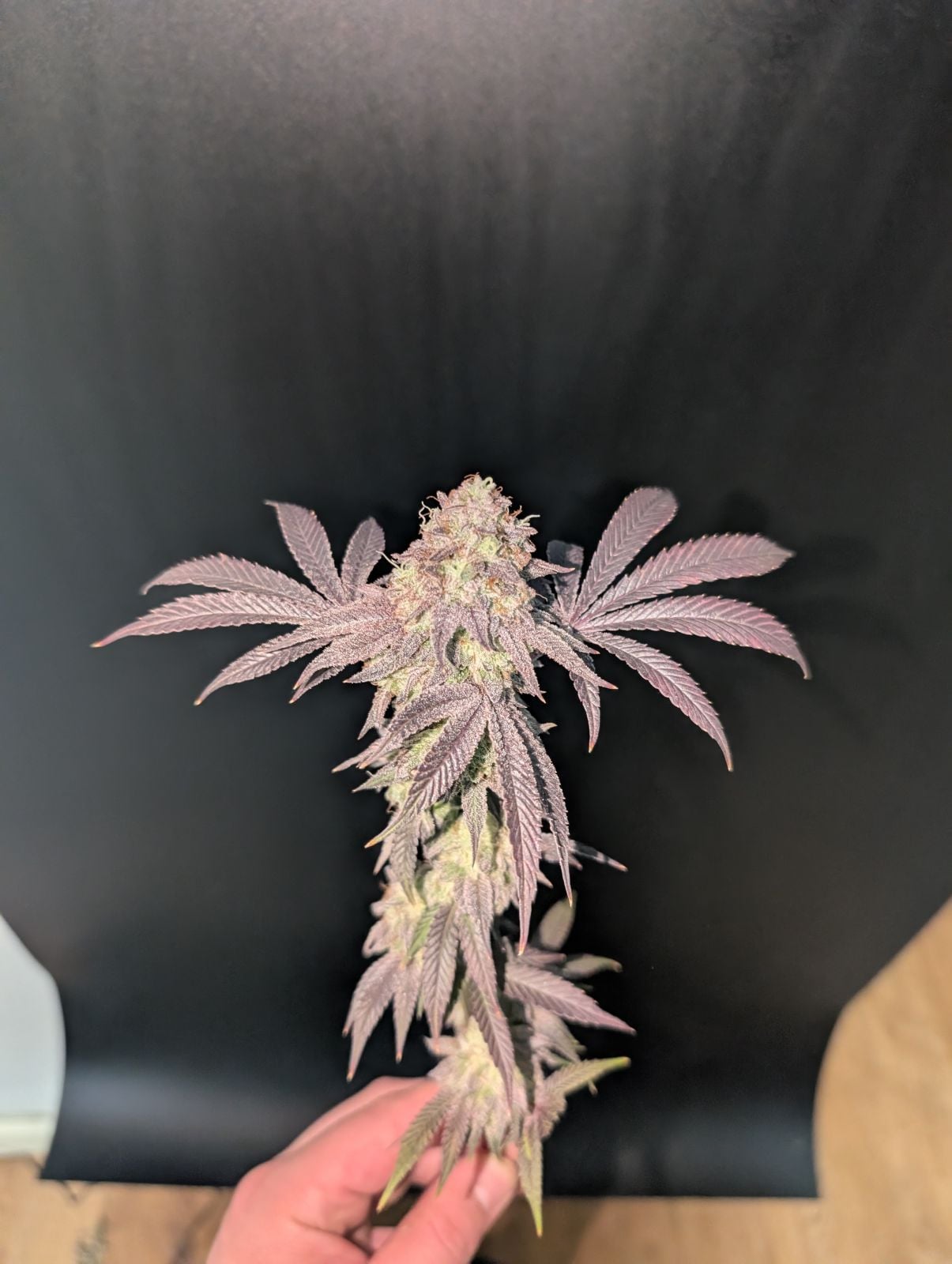 Garlic Mint Sherbet von Fast Buds