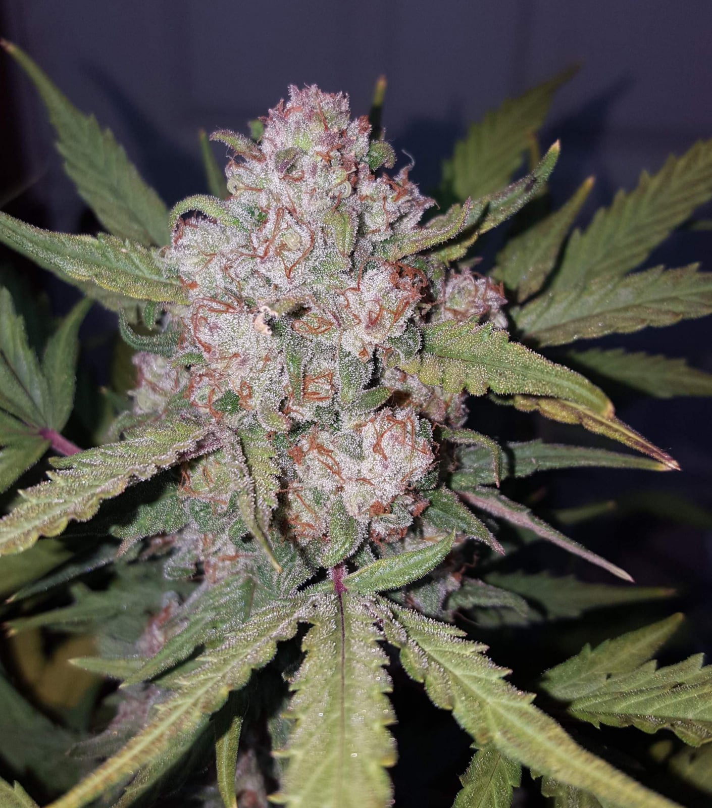 Stardawg Auto von Fast Buds