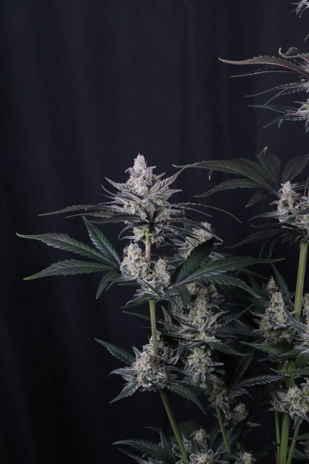 Mendo Guava Auto von Fast Buds