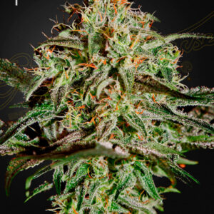 A.M.S von Green House Seed Co.