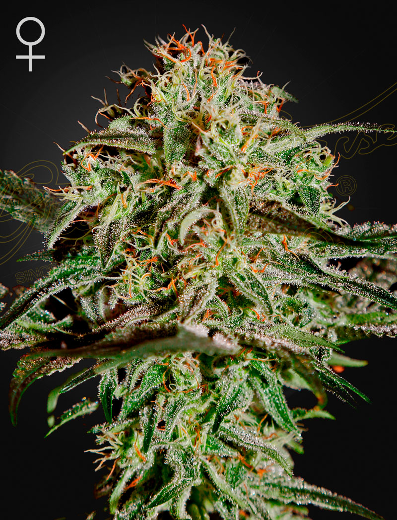 A.M.S von Green House Seed Co.