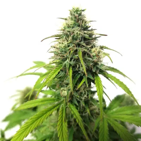 AK Auto von Blimburn Seeds