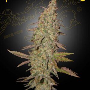 Arjan's Ultra Haze 1 von Green House Seed Co.