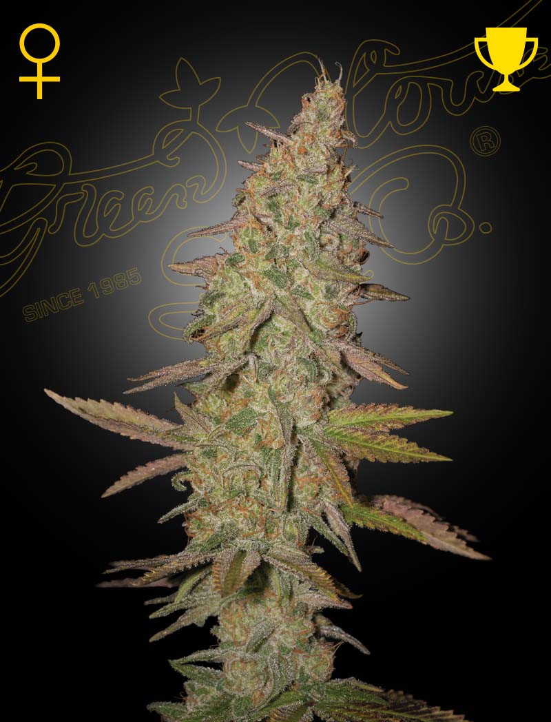 Arjan's Ultra Haze 1 von Green House Seed Co.