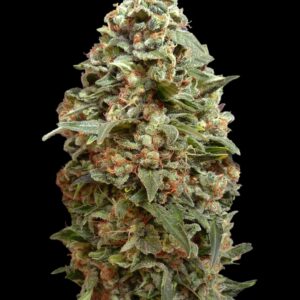 Afghan Skunk von Advanced Seeds