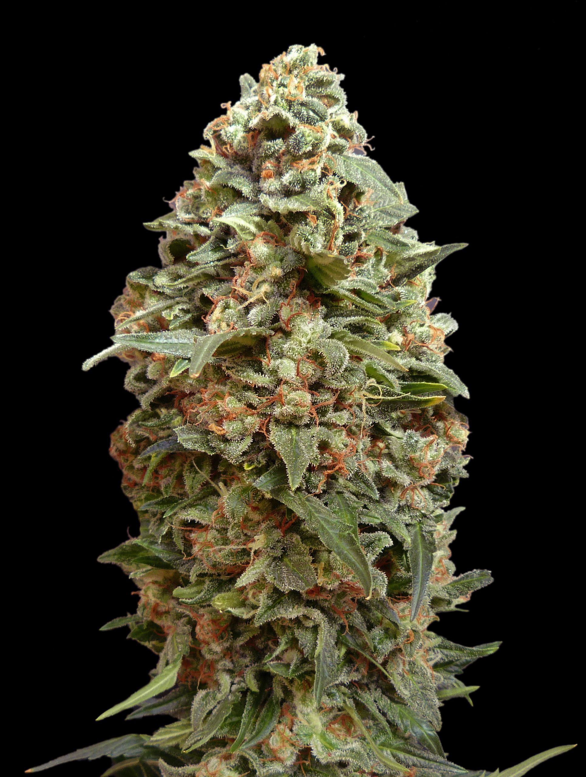 Afghan Skunk Advanced Seeds