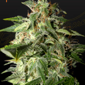 Afgooey von Green House Seed Co.