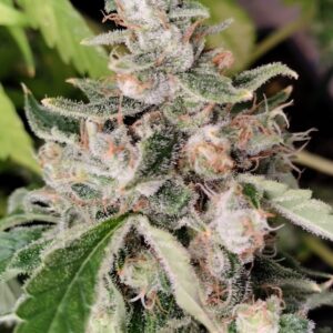 African Gas von ACE Seeds