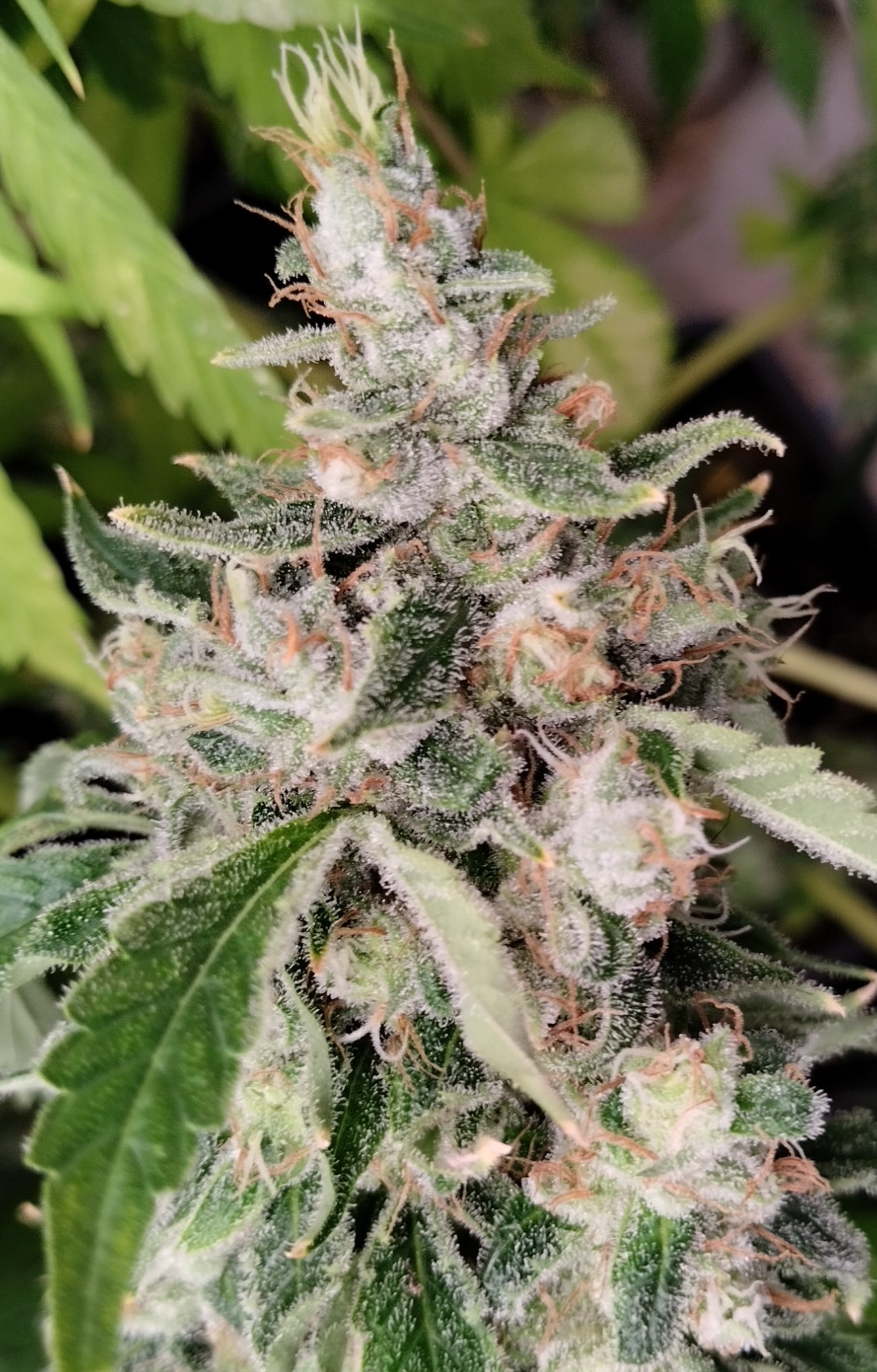 African Gas von ACE Seeds