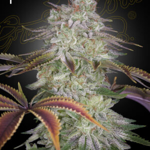AlienZ von Green House Seed Co.
