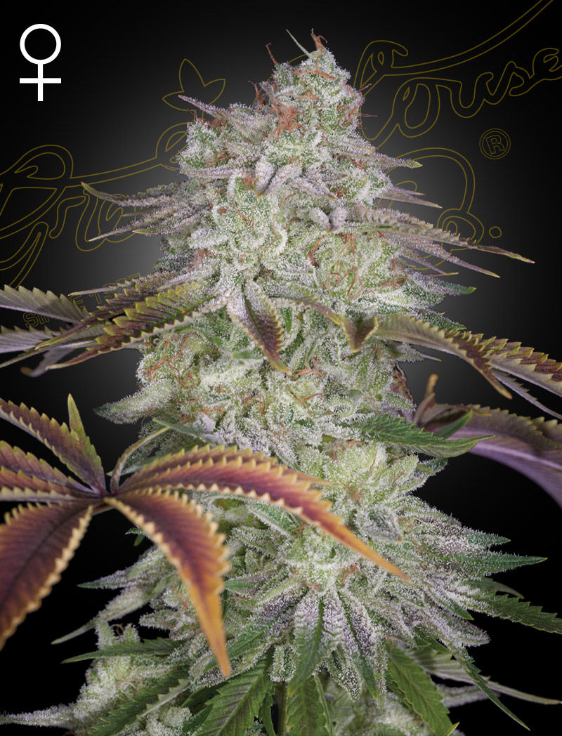 AlienZ von Green House Seed Co.